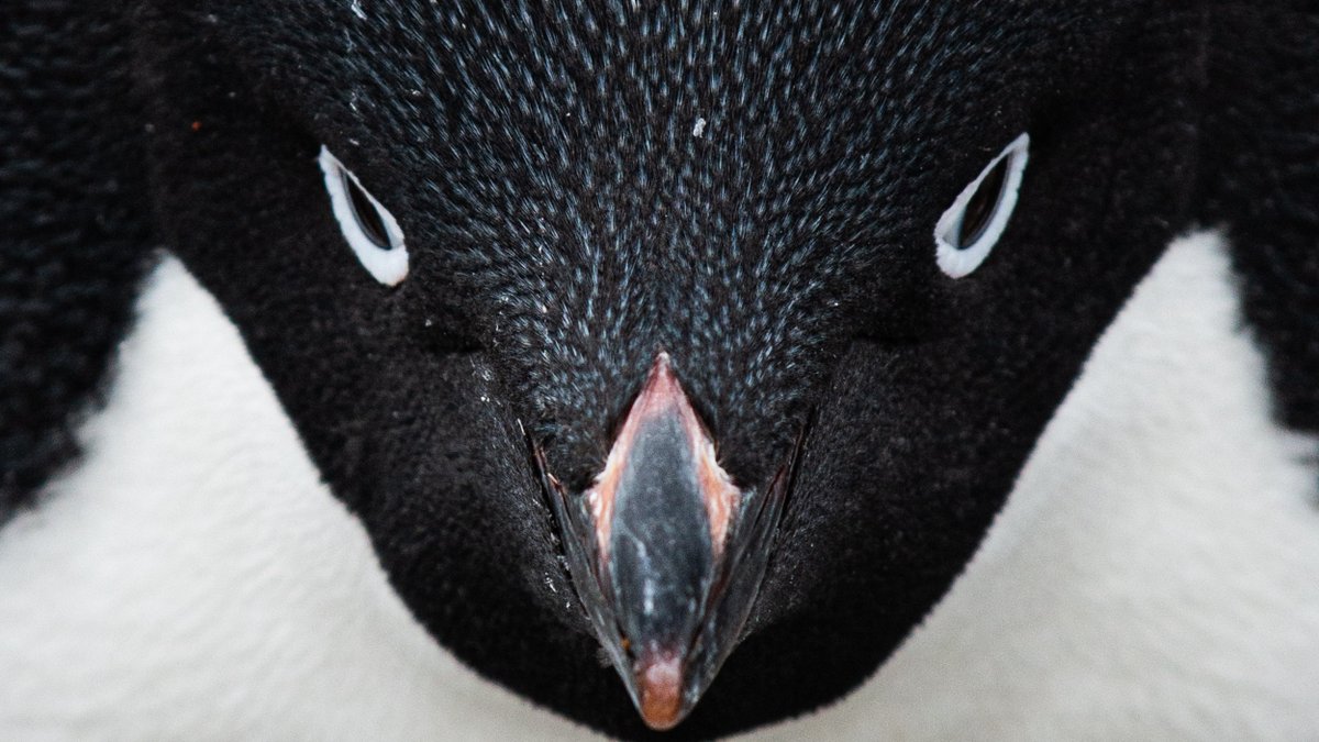 BAS_News's tweet photo. Do YOU know what day it is tomorrow? Hold on to your feathers for #PenguinAwarenessDay
Brush up on your #Antarctic penguins here: https://t.co/mjHXW6ccYo
📷 Adélie #penguin at #SignyIsland, Derren Fox https://t.co/sRRx5sgorY