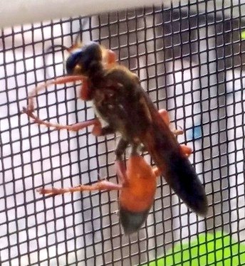 mccoshsm's tweet photo. In North America, Sphex ichnuemoneus are common garden pollinators that feed on nectar. They also capture & paralyze katydids and crickets that are then brought to their burrows as food for their young. #backyardSafari #entomology #pollinators https://t.co/PhJEv691TG