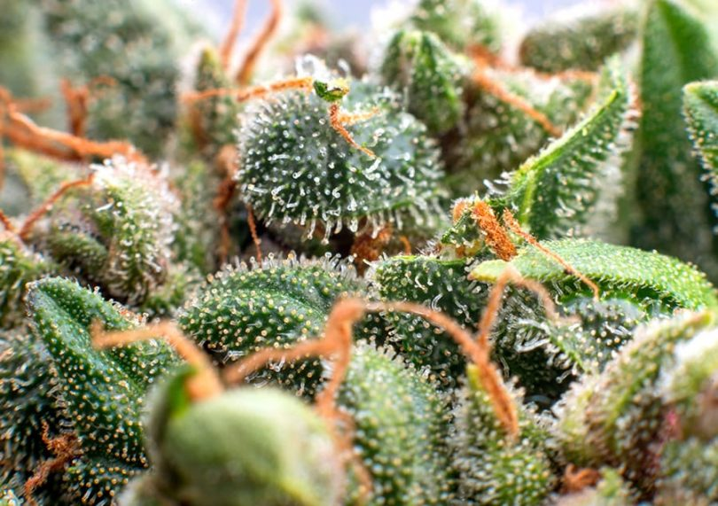 THEMMEXCHANGE's tweet photo. Terpenes: The Little-Known Compounds That Make Cannabis a Better Medicine

https://t.co/iA1fqDzOHy #MME #marijuana #cannabis #Terpenes https://t.co/AZs73mIJVw