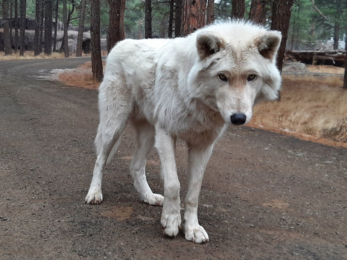 bearizona's tweet photo. The snow is flying and just starting to stick. If you want to experience some Northern Arizona weather this is the week to visit! #Snowing #snowday #animalsinsnow https://t.co/SoTpdvUpDD
