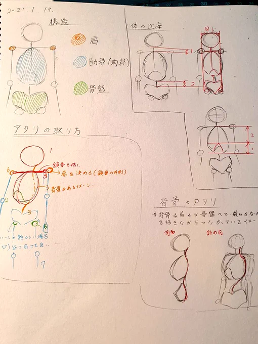 身体の構造お勉強中... 