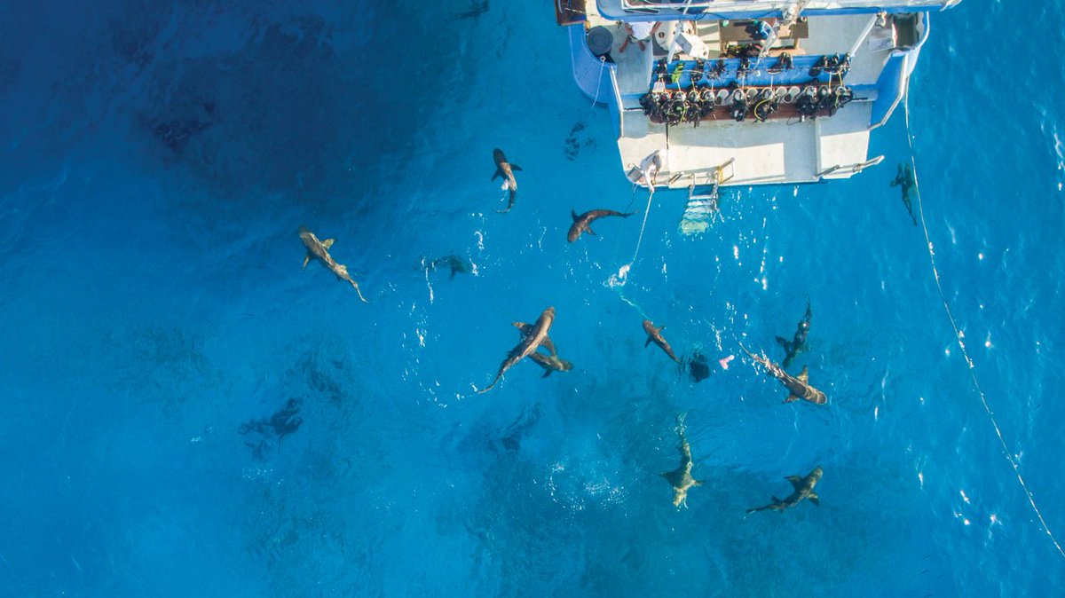 ScubaverseMedia's tweet photo. 21 Itineraries for 2021. @blueotwo and their friends at WWDAS have announced their second installment of the 21 Itineraries campaign.
#dive #travel #liveaboard #diving #blueotwo #bahamas #redsea #Maldives #WWDS #destinations #safari
https://t.co/zh9mBxPQSa https://t.co/FbKvHa4GD5