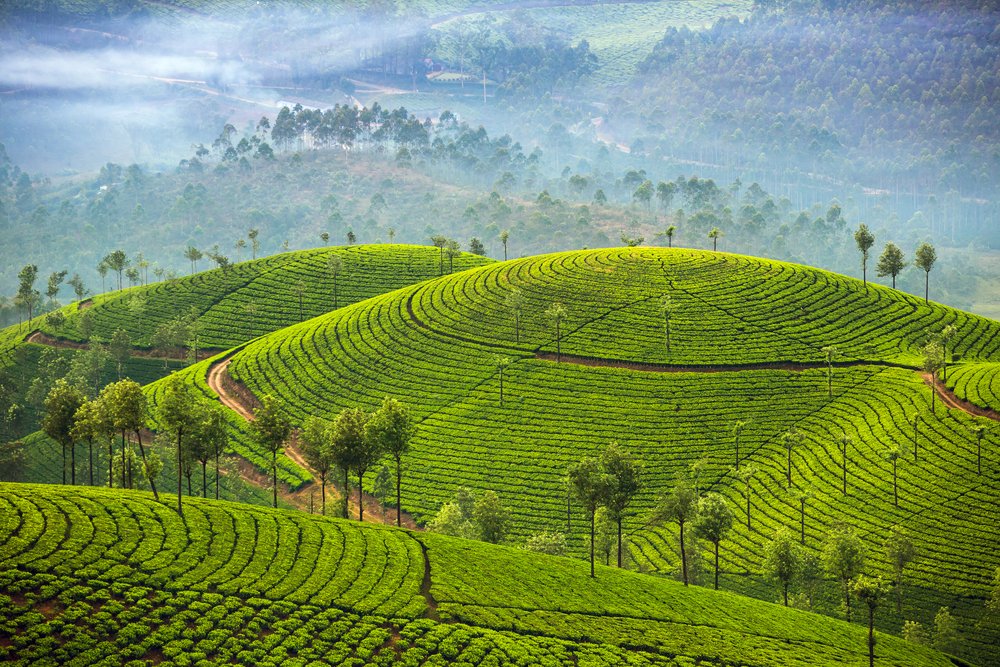 Thank you Team India for the #changeofair at Gabba. You deserve nothing less than a refreshing stay in Munnar to recharge yourselves. #INDvsAUS
