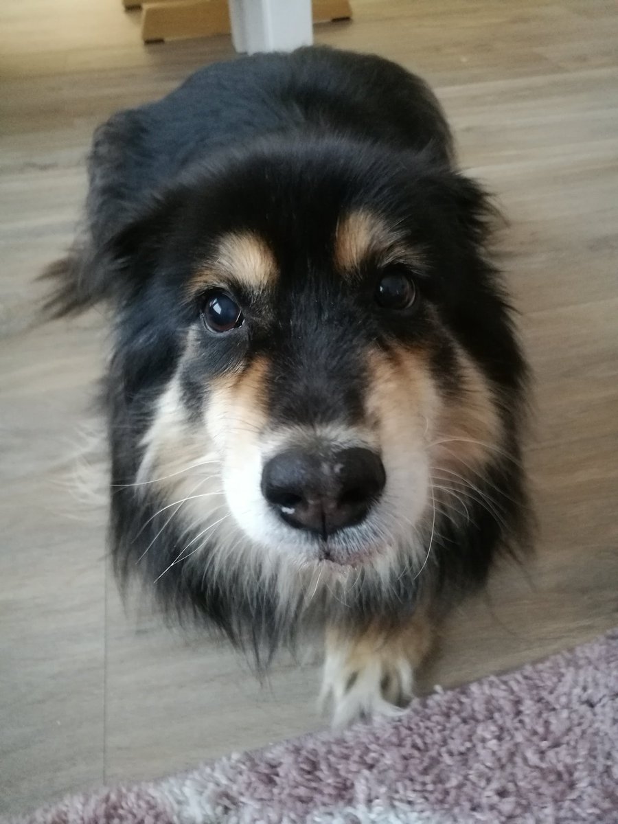 KS_Elina's tweet photo. Aavistin pahaa kun tämännäköinen tyyppi tuli luokseni. Ei ala minun #hapanleivonta hyvin. #Raski oli syöty. Nyt vaan sormet ja varpaat ristiin, että vatsa kestää. #suomenlapinkoira #mummokoiratottaavapauksia https://t.co/aVG4xHQTPw
