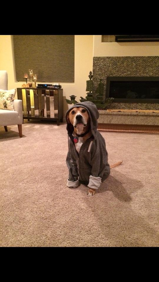 Daniel_Ceresia's tweet photo. One of my favorites, this picture is! My pup Baxter was such a trooper and ham when it came to me taking pictures of him!
He reminded me of Yoda or like he was getting ready to drop his first hip hop album!
#puppylove #CanineCancerSucks
#RIPBaxter https://t.co/wF9ajb8XmN