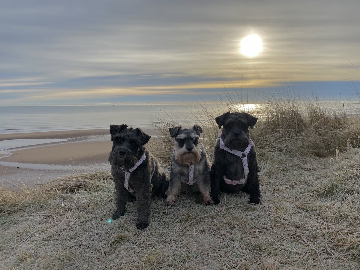 andreakjgreig's tweet photo. Beautiful frosty walk with the girls this morning #walking #miniatureschnauzers #schnauzers #dogs #dogslife #dogsthathike #eastcoast #Scotland #walklocal #loveschnauzers #schnauzerlife #beachwalks #dogadventures #beachesofscotland https://t.co/Uom0EyiLRQ