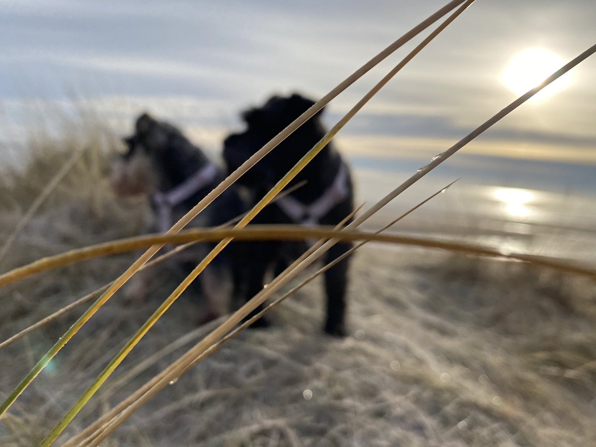 andreakjgreig's tweet photo. Beautiful frosty walk with the girls this morning #walking #miniatureschnauzers #schnauzers #dogs #dogslife #dogsthathike #eastcoast #Scotland #walklocal #loveschnauzers #schnauzerlife #beachwalks #dogadventures #beachesofscotland https://t.co/Uom0EyiLRQ