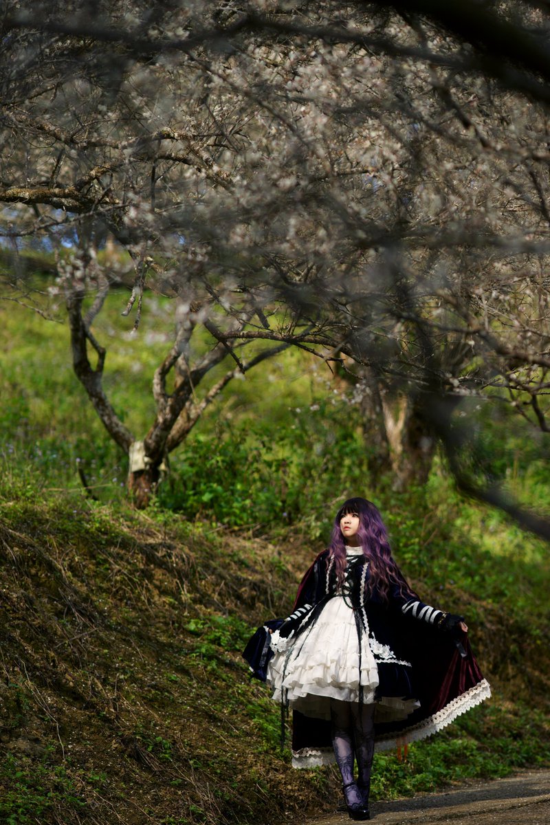 飛柳艾on Twitter 一花一世界 一葉一菩提聖白蓮撮 Miskawu