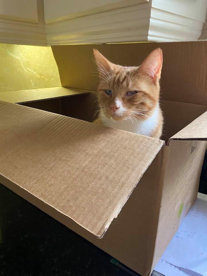RomneyCats's tweet photo. #Cats and boxes!😃#rescuecat #adoptdontshop #romneyhouse #catsoftwitter https://t.co/X0XK65CNhl