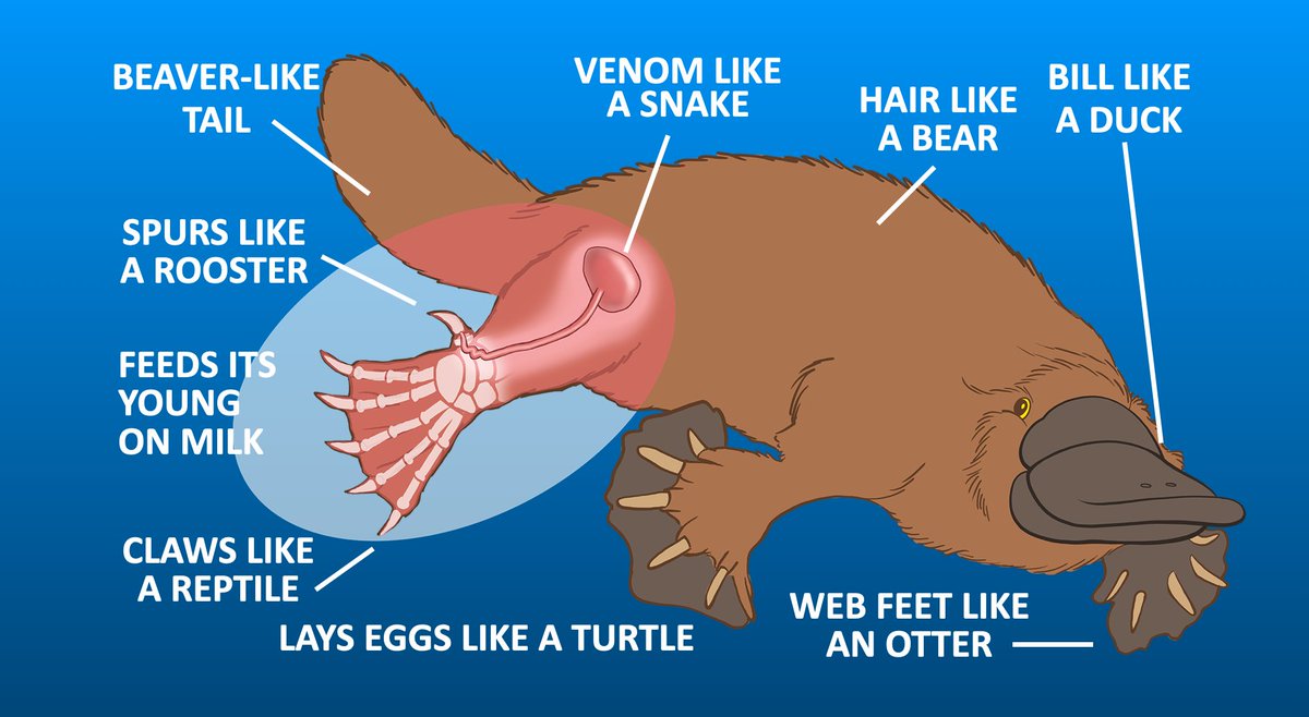 the platypus evolution the platypus evolution