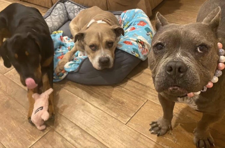 Look who gets to live in 2 homes forever!!  Martha’s mom and her sister are sharing custody of BF Chungus.  This crunchy, gentle, proud guy is loved and in two homes.  Thank you all for loving him!

He is truly a “streets to sheets” story.  His new name is Sergeant Snugs.  #GRFF