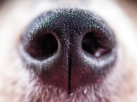 BarkHusher's tweet photo. #DidYouKnow a dog’s nose print is unique, much like a person’s fingerprint!

Watch out, #dogs. You wont be able to get away with anything anymore! https://t.co/q7tmC7ztOn