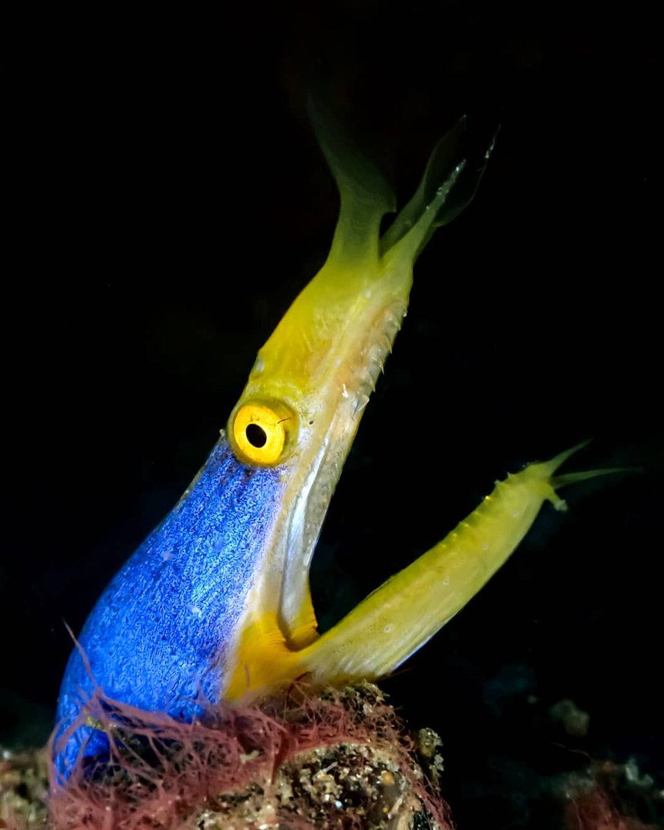 divetagram's tweet photo. Rhinomuraena, Ribbon eel
📸 Amoureux de la biodiversite
📍 Amed Bali
...
#divetagram #scuba #scubadiving #diving #underwater #underwaterphotography #uwphotography #nature #rhinomuraena #eel #amedbali https://t.co/1gzrTrBsFL