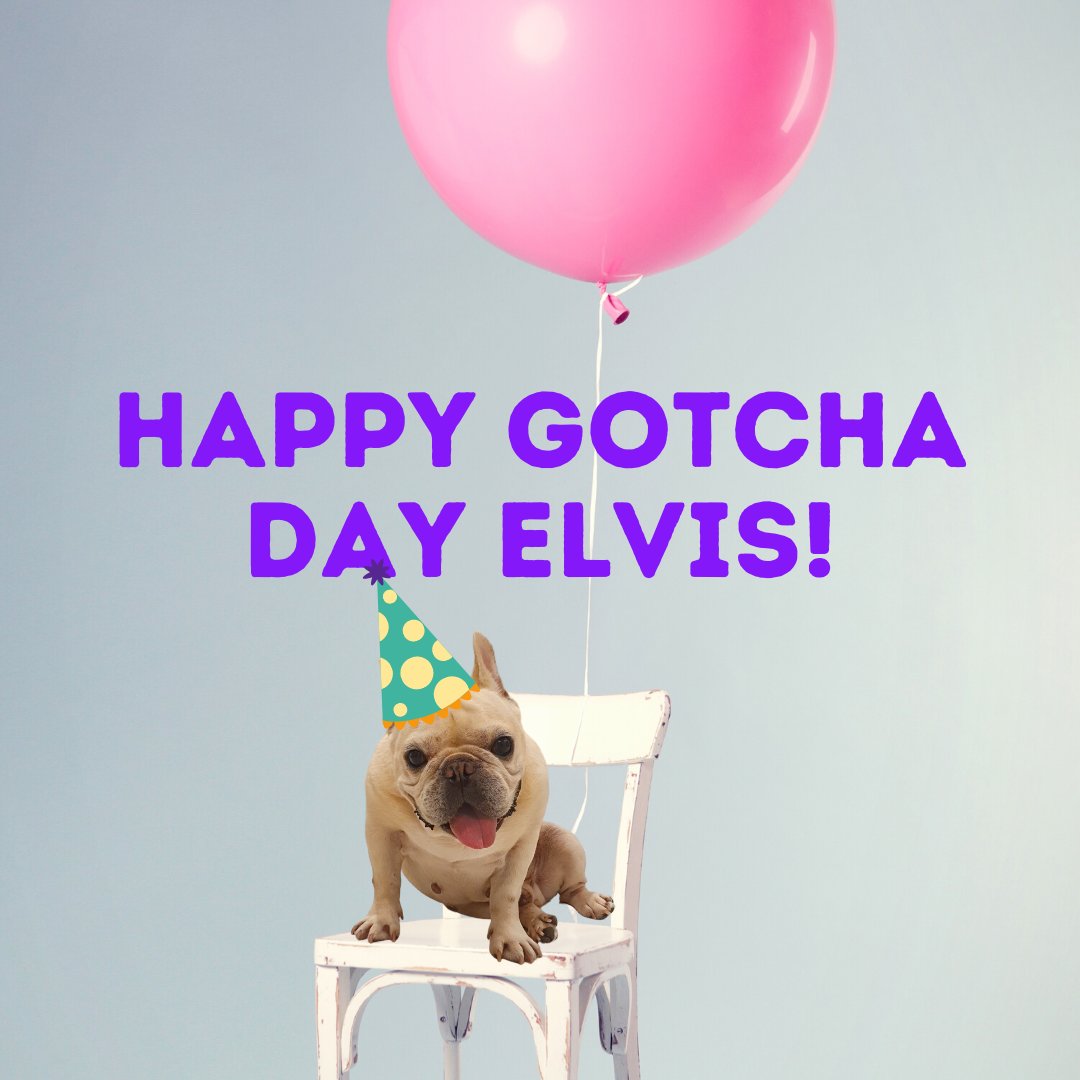 PetnPals's tweet photo. You can't change a dogs past.  But you can always rewrite his future. 🐶
It has been a year from today that Elvis the frenchie has joined our team. Straight outta Tondo. Happy Gotcha Day Elvis!  
*
*
#happygotchaday
#dogsofinstagram
#frenchiesofinstagram
#dogsofmanila
#goodboi https://t.co/7X8Qf4lqB1