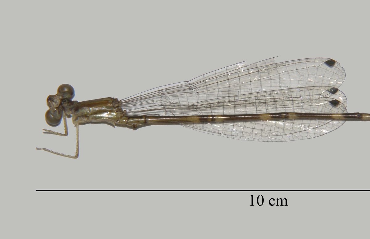 cklistjournal's tweet photo. New records of the Critically Endangered Leptagrion acutum Santos, 1961 (Odonata, Coenagrionidae) from southern Bahia, Brazil
https://t.co/ZegSALlLqT
#AtlanticForest #damselfly #distributionrecords #endangeredspecies #phytotelmata #Zygoptera #checklistjournal #checklist https://t.co/rxOKL4cYDp