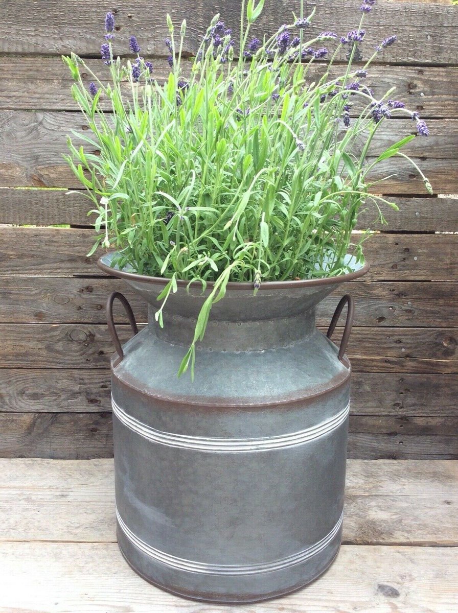 gardengarden's tweet photo. A charming country style zinc milk churn planter that will bring a vintage touch to your home or garden - see it at https://t.co/GLi5ZOwl8U #gardens #planters #vintage https://t.co/Igcd1K4LWe