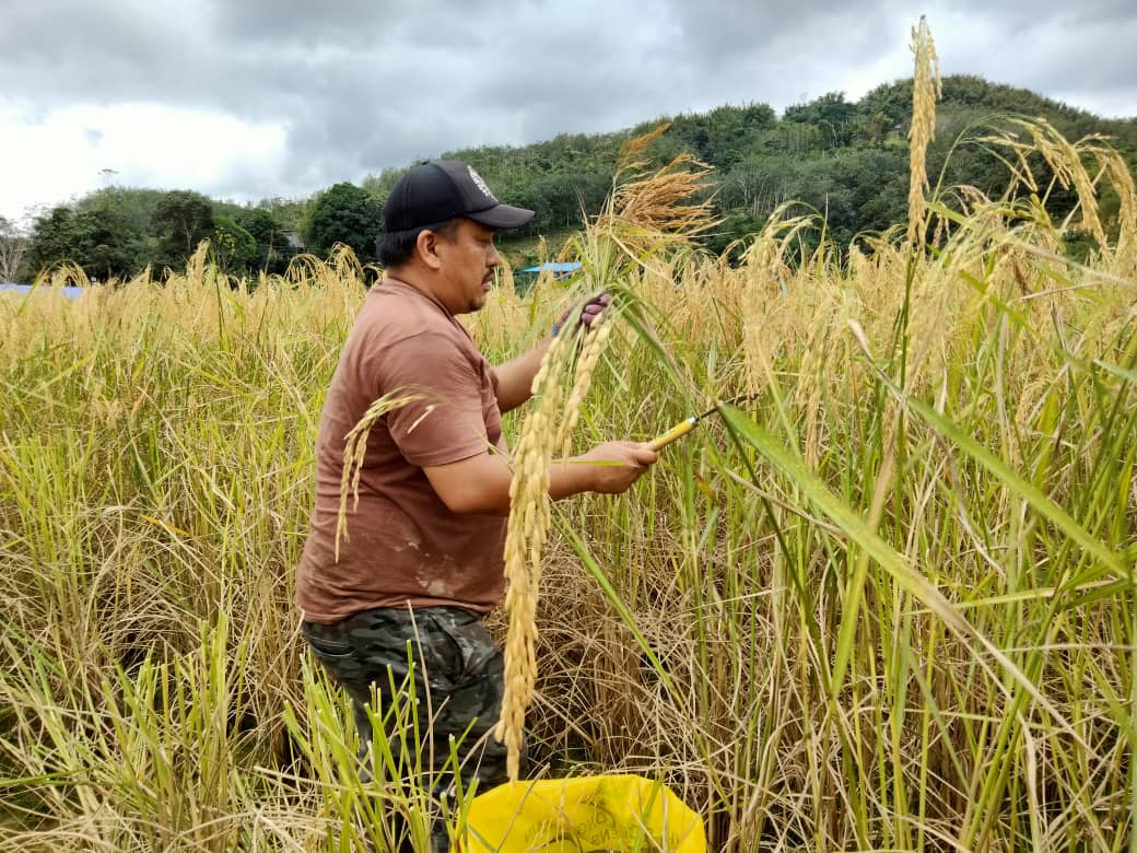 Musim menuai padi.. Orang tua kami cakap..jangan turun padang..tapi turunlah ke ladang sebab orang yang turun padang sekadar pigi bermain..tapi yang turun ke ladang adalah orang yang turun bekerja. Orang politik selalu turun padang bah kan 😂 Iam also a #Farmer