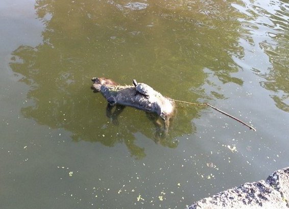 The natural wonders of Britain are unmatched.

A terrapin rides a dead fox down Regent's Canal, London.