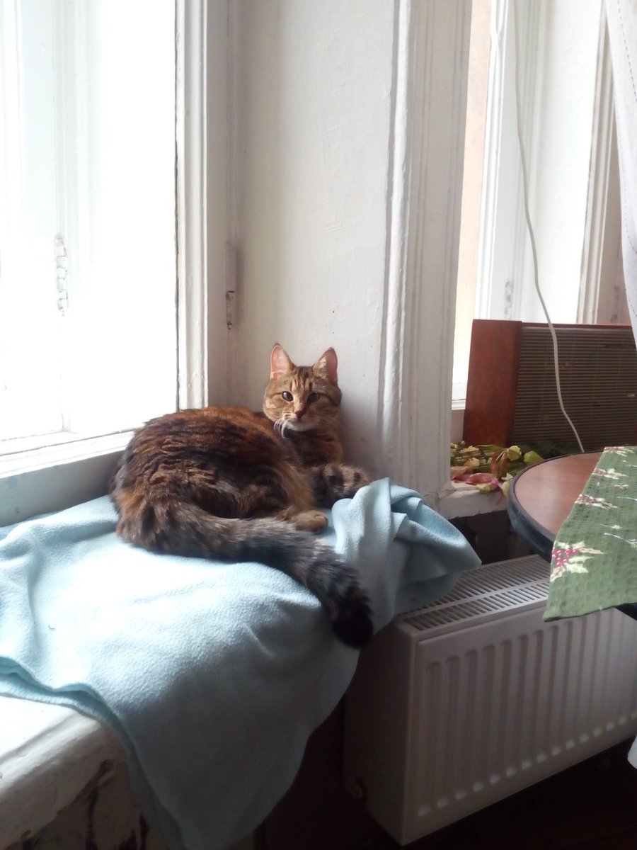 darilebowski's tweet photo. Я решила, что инстаграма, вк и всех чатов в телеге не достаточно. Хочу, чтобы Варечку увидели в твиттере тоже 🐈 https://t.co/LgE6tbV4Zl