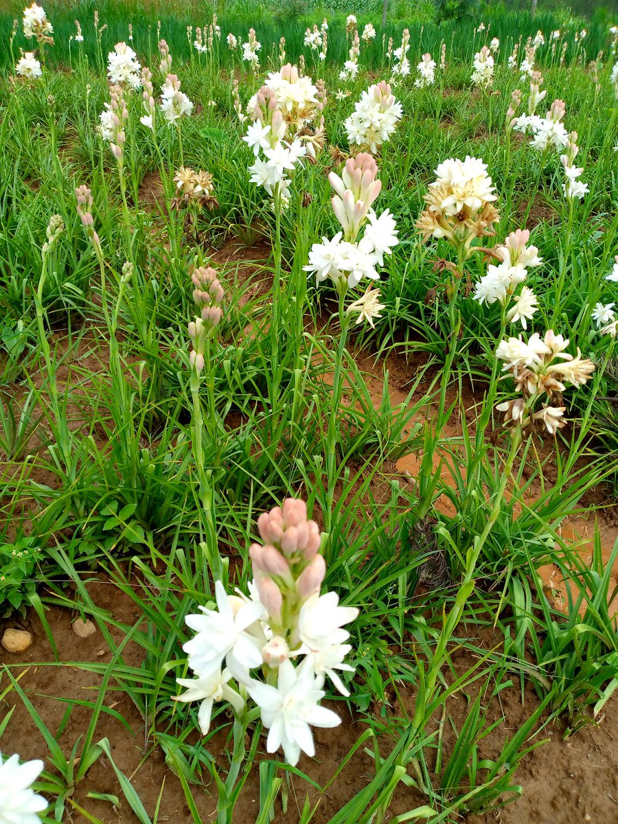 Yumvasam's tweet photo. @oxfaminrwanda @promulindwa @Duhamic1 @rulindodistrict @EUinRW @OxfamIreland @RwandaFinance @TM_Flowers @FloraHollandEN Obviously, most parts of #Rulindo district is favourable for floriculture! #Muyanza https://t.co/2nqwe1a57g
