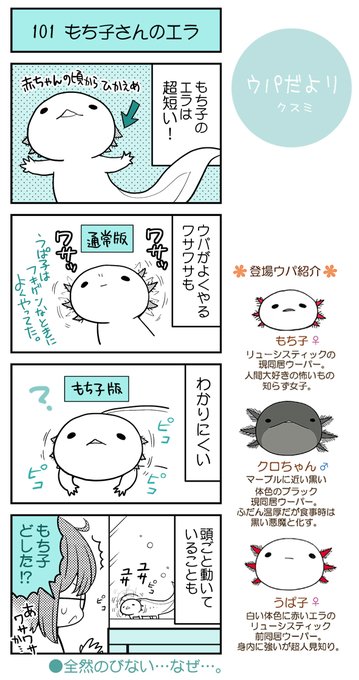 ウーパールーパー を含むマンガ一覧 いいね順 4ページ ツイコミ 仮