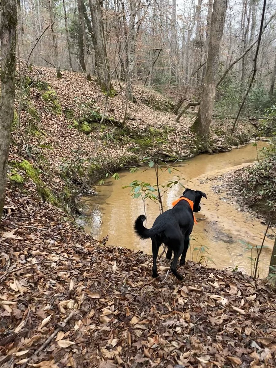 DrArialShogren's tweet image. Late-breaking, but I’m recruiting 1-2 PhD students for Fall 2021 / Spring 2022! Come work with me on stream biogeochemistry in the Southeast. Reach out if you or someone you know might be interested in applying 😊 @UaDeptBSC @UofAlabama