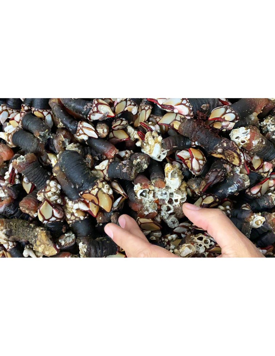 Ya puedes disfrutar de nuestra venta privada de Marisco directo de la costa Gallega.
El mejor marisco directamente del mariscador a tu mesa.
#marisco #food #comida #galicia #centollo #centolla #percebe
ldhlp.filkers.com/D8MU1NYa67vKI0…