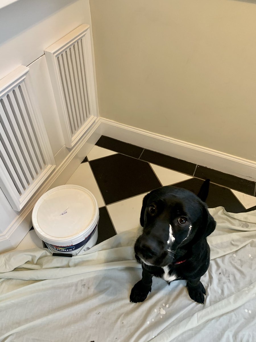 GlenegedaleH's tweet photo. The face says it all!!
βSorry Mum I was trying to helpβ
@duluxuk #ceilingpaint #labsoftwitter
@MrAndrewCotter https://t.co/Zr2YbBMASh