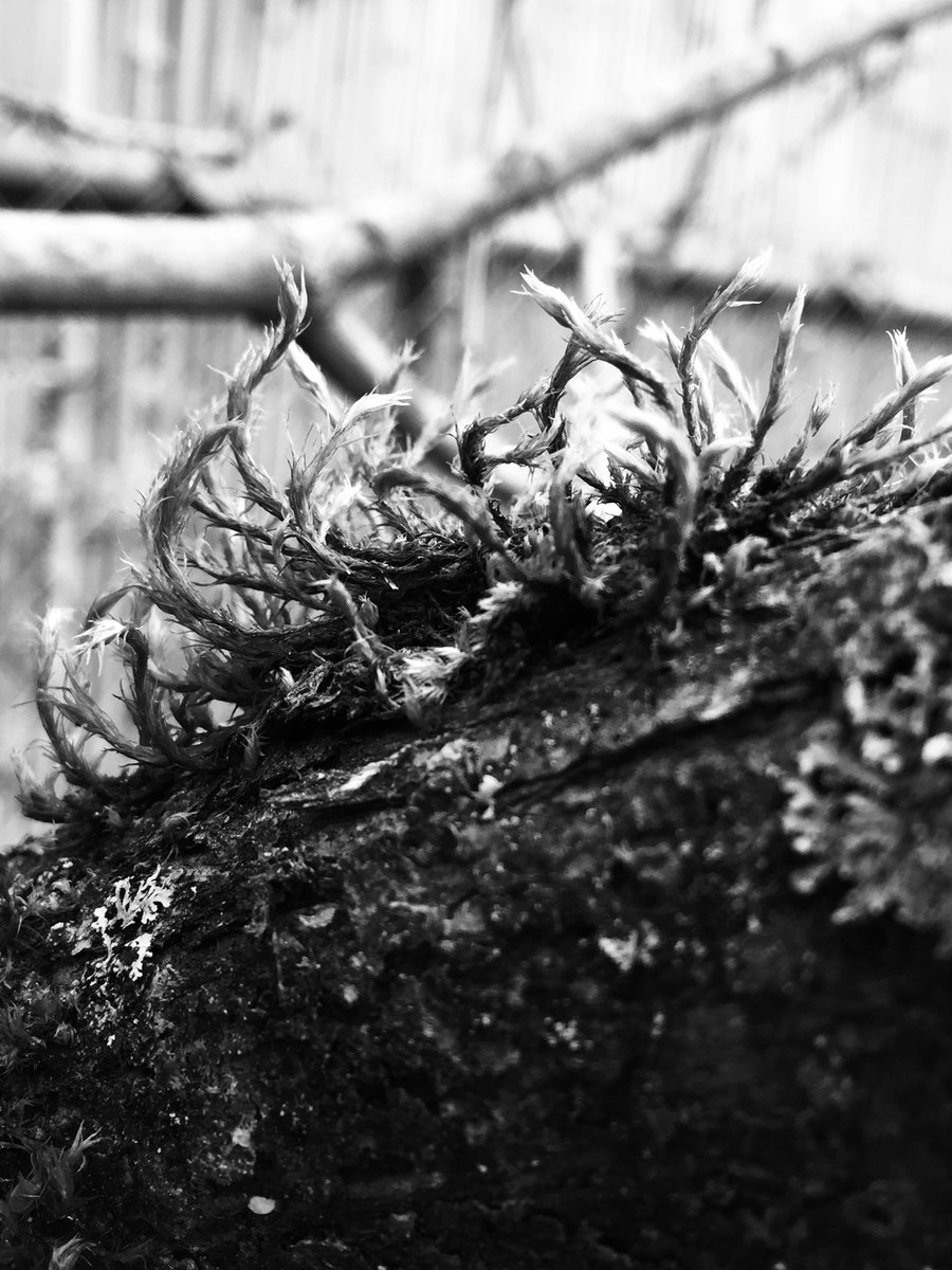 keepitchristy's tweet photo. Moss! #bnwphotography #bnw_captures #blackandwhitephotography #photographylovers #NaturePhotography #naturelovers https://t.co/zsuFfsVHmt