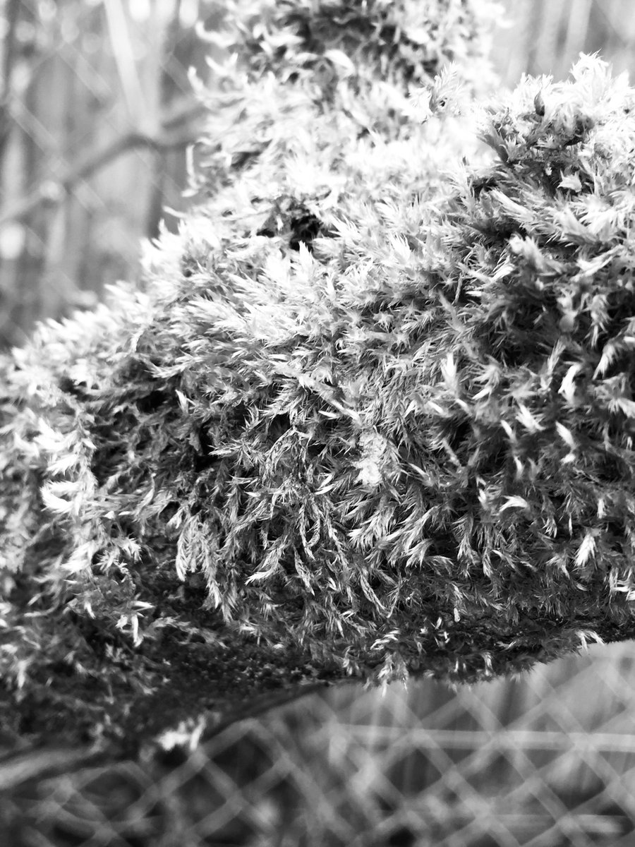 keepitchristy's tweet photo. Moss! #bnwphotography #bnw_captures #blackandwhitephotography #photographylovers #NaturePhotography #naturelovers https://t.co/zsuFfsVHmt