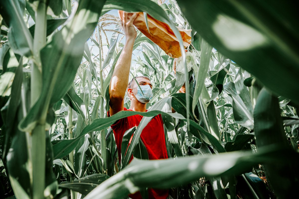UNLincoln's tweet photo. Happy National Popcorn Day! Nebraska is the No. 1 producer of popcorn in the U.S., producing an estimated 250 million pounds annually. 🍿

📷: Associate Professor David Holding (@unlagrohort) and Senior Caleb Wehrbein Pollenating popcorn in test plots on East Campus https://t.co/UV6CqmmsI8