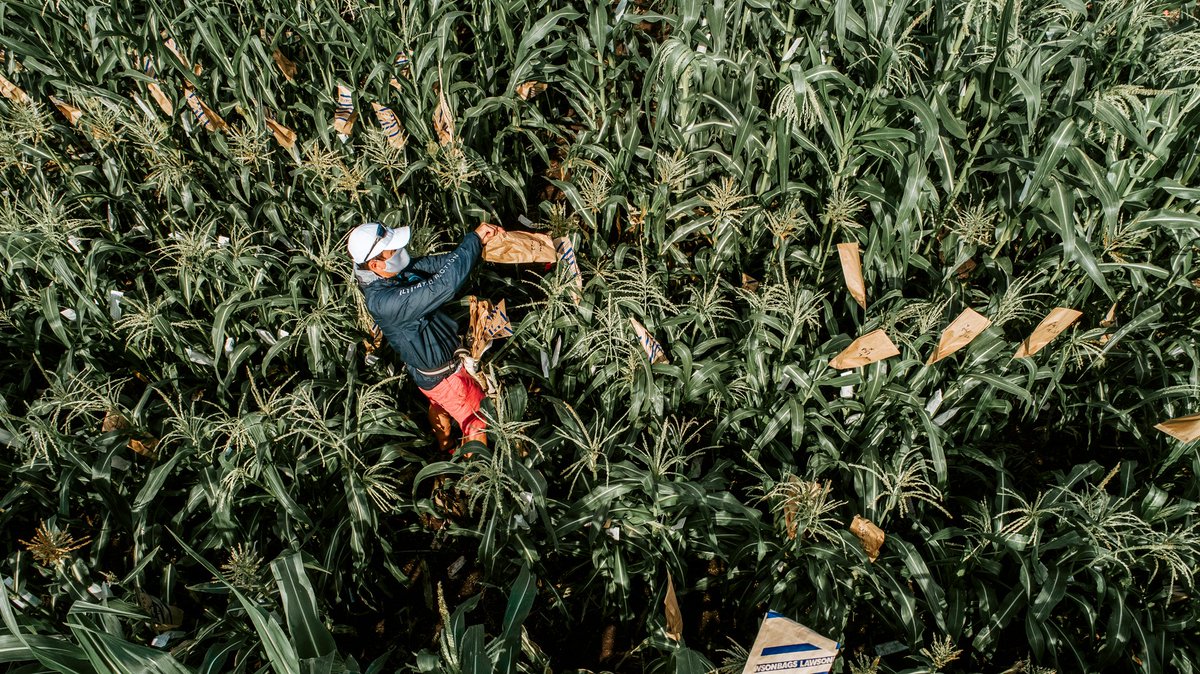 UNLincoln's tweet photo. Happy National Popcorn Day! Nebraska is the No. 1 producer of popcorn in the U.S., producing an estimated 250 million pounds annually. 🍿

📷: Associate Professor David Holding (@unlagrohort) and Senior Caleb Wehrbein Pollenating popcorn in test plots on East Campus https://t.co/UV6CqmmsI8