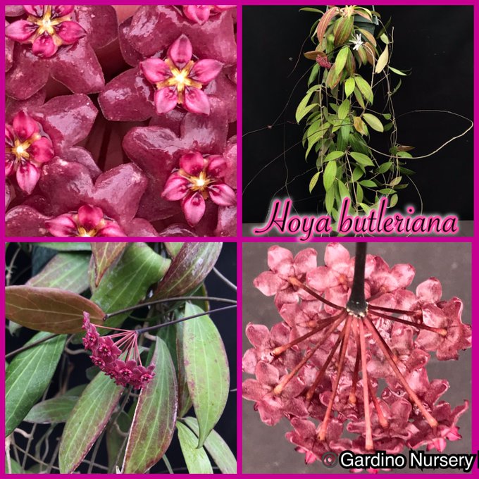 Watch Hoya Plants's leaked NSFW photo on TwXstars