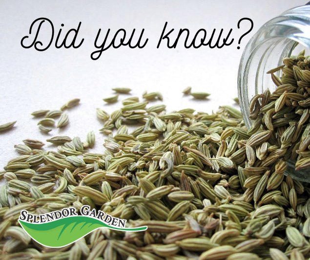 Splendor Garden tweet media