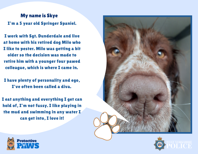protectivepaws's tweet photo. PD Skye wants to say hello and is looked after by PC Dunderdale. Skye lives with Milo who is now retired and likes to be the centre of attention and loves keeping busy working with West Yorkshire Police. #Protectivepaws #dogs #policedogs #westyorkshirepolice https://t.co/AcgGlNjf49