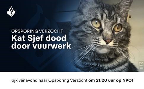 POL_Utrecht's tweet image. Help mee en kijk naar #opsporingverzocht! Wie is verantwoordelijk voor de dood van kat Sjef. Sjef werd in #Utrecht zwaargewond gevonden en moest direct worden ingeslapen. Uit onderzoek bleek dat iemand vuurwerk in zijn achterwerk tot ontploffing had gebracht.