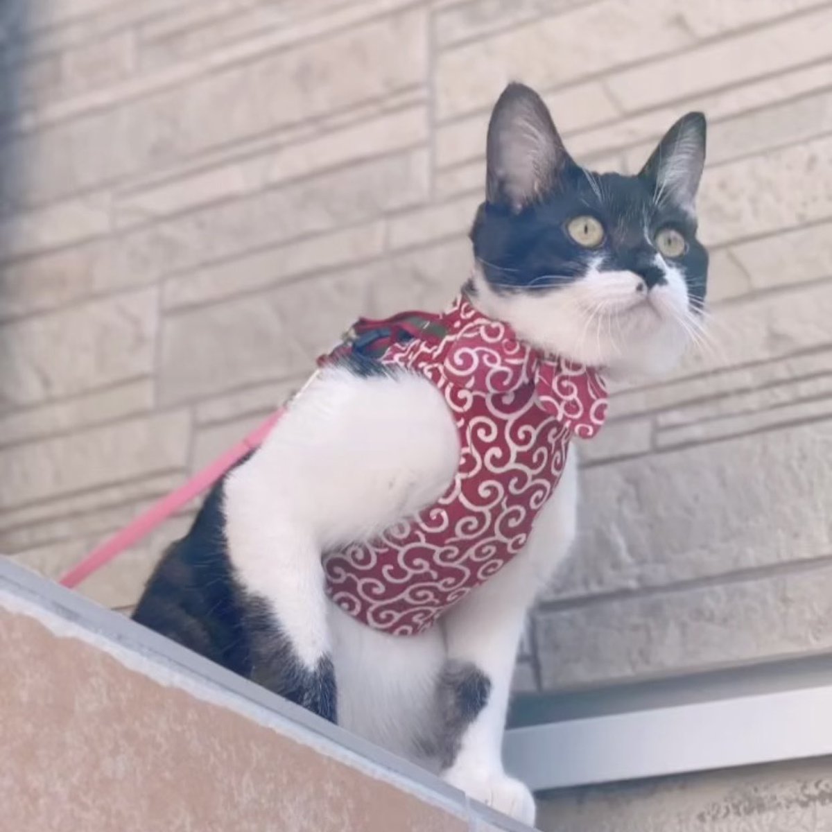 リードをつけて散歩する猫