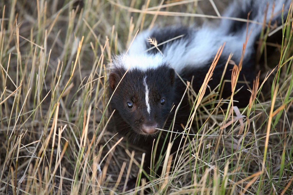CanCattlemen's tweet photo. What you need to know about rabies and 6 tips to avoid exposure. https://t.co/uc1RlzKvjU https://t.co/tqs6RptHqp