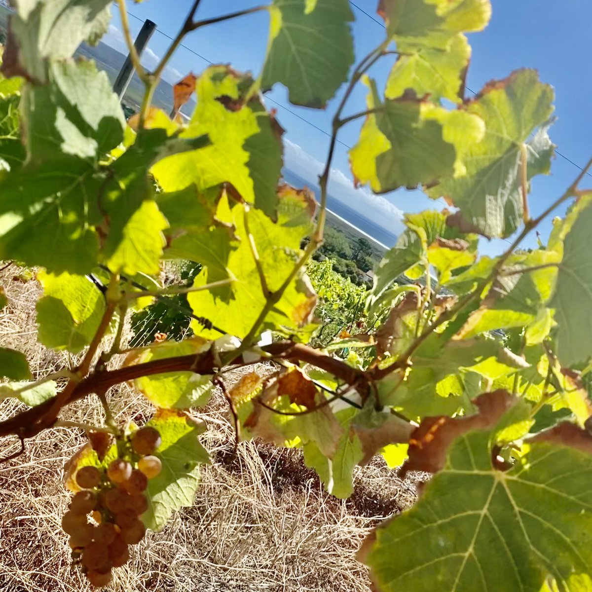 So super excited to showcase South Africa’s very first Sauvignon Gris.  It even looks as if there will be enough for a very first experimental harvest of this pink berried mutation of Sauvignon Blanc 😍😍😍🎈 #harvest2021 #savesawine #newbeginnings