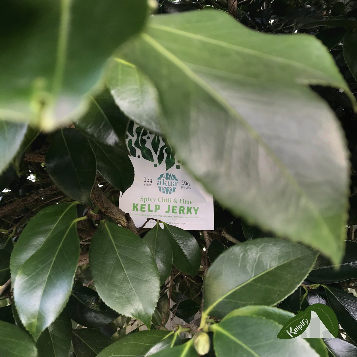 KelpifyMarket's tweet photo. I spy with my little eye something delicious and nutritious! You can explore additional fun and exciting seaweed products on our store. https://t.co/LJp289uJMg
#kelpify #kelp #seaweed #aquaculture #jerky #sustainable #yummy #healthyfoods #delicious #nutritious #snack https://t.co/LYPeRpYrR5