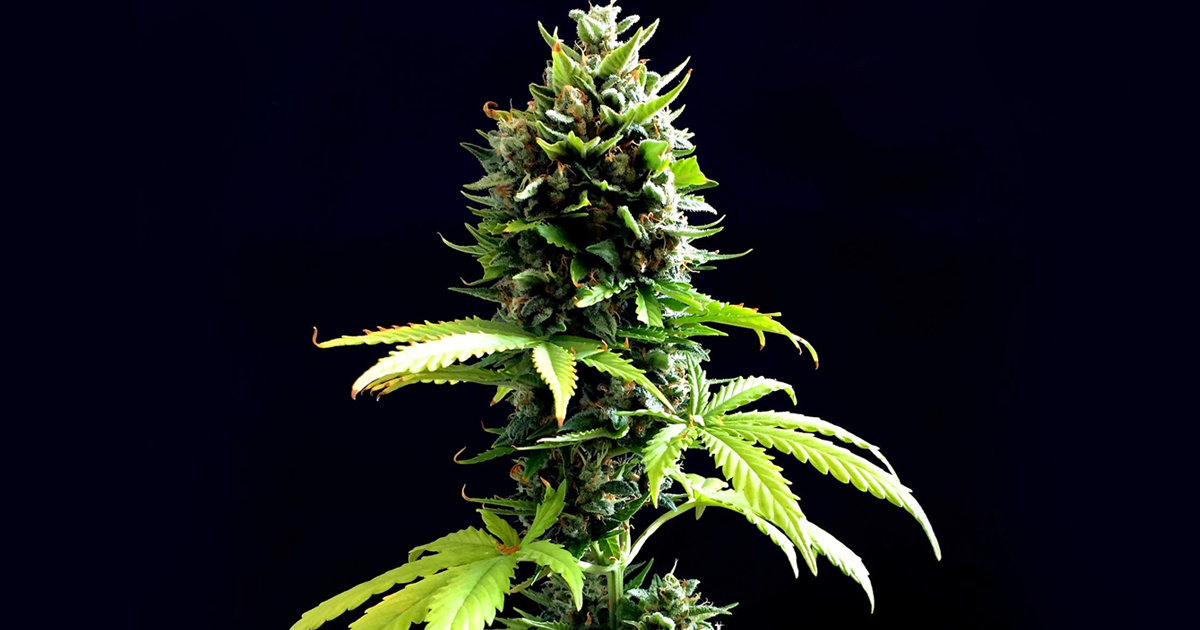 herbies_seeds's tweet photo. 🌿 Seed strain: Auto Fresh Candy (Pyramid Seeds)
🙋‍♂️ By: deFharo
📔 Source: growdiaries

🔍 Available on our website

Satisfied smile 😏

#herbiesseeds #cannabisseeds #cannabiscultivation #gettinghigh #cannabiscommunity  #hemp #cannabis #marijuana https://t.co/yU496DE2P9