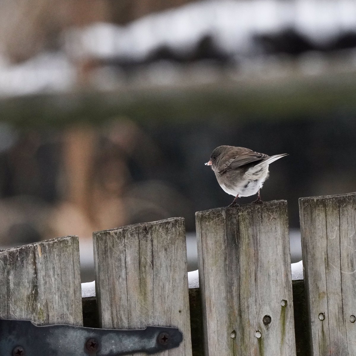 What is this Junco thinking about? I love how his slate-gray feathers play off the dark metal hinge on the gate.
#birding #photo #photooftheday #NaturePhotography #nature #animal #birds #bird #junco #sparrow #tuesdayvibe #wildlife #wildlifephotography #maryland #photography