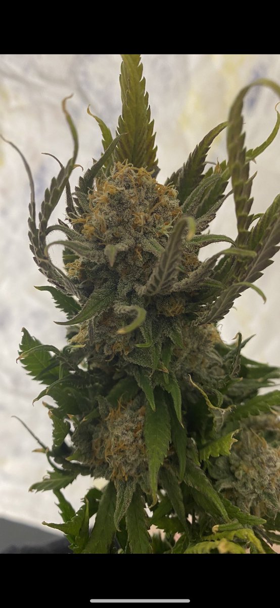 John Toner (@johnton48702211) on Twitter photo 