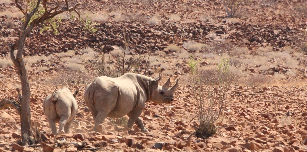- An airborne Christmas present for anti-poaching teams. -
Dr Conrad Brain, an experienced bush pilot and vet, provides insight into aerial anti-poaching and what flying at low altitude in the rocky desert of Namibia is like.
 buff.ly/2LKMsKJ