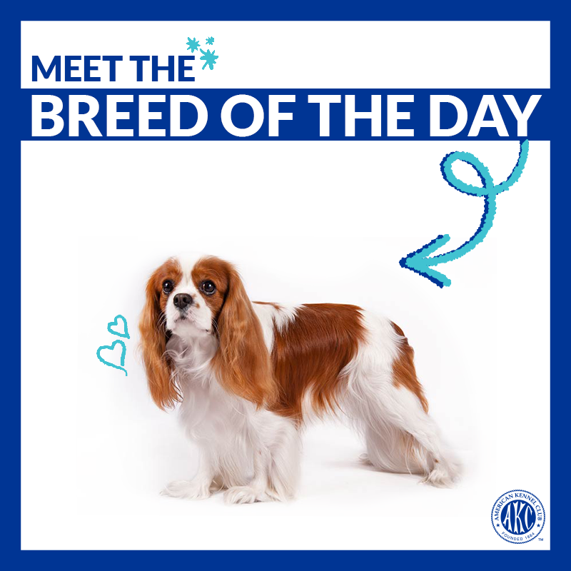 akcdoglovers's tweet photo. Affectionate, gentle, and graceful. Meet the Cavalier King Charles Spaniel → https://t.co/Ay0W8SRsH4
#ThisIsAKC https://t.co/8x6ai00tIm