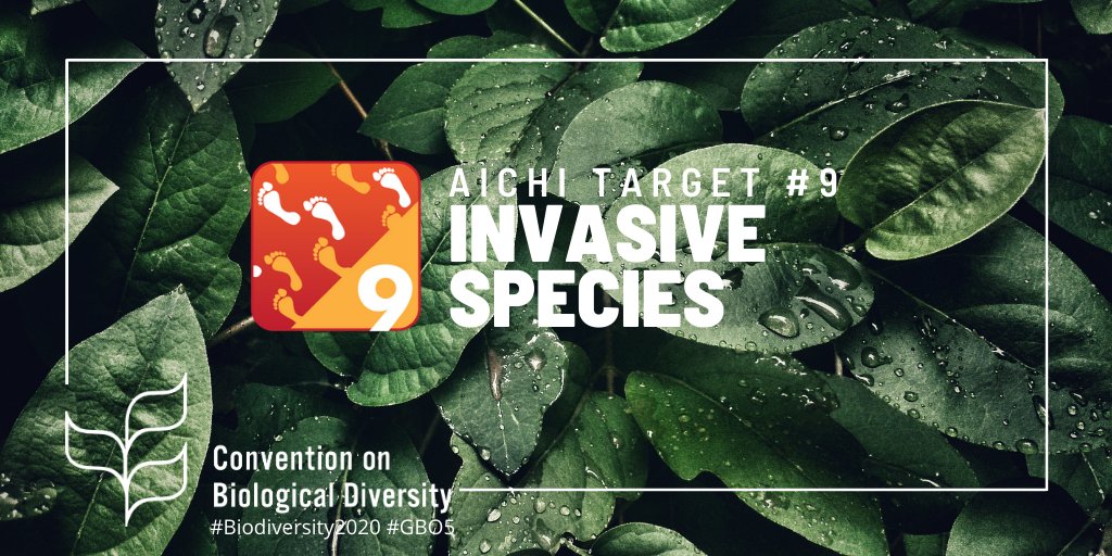UNBiodiversity's tweet photo. This month, join us as we review areas of progress on the #AichiTargets!
Target 9️⃣ aimed to:
🐟 Identify and prioritize #InvasiveAlienSpecies & pathways
🌱 Control or eradicate priority species
🕷 Prevent their introduction & establishment
#GBO5 https://t.co/ItaluuC6Lm