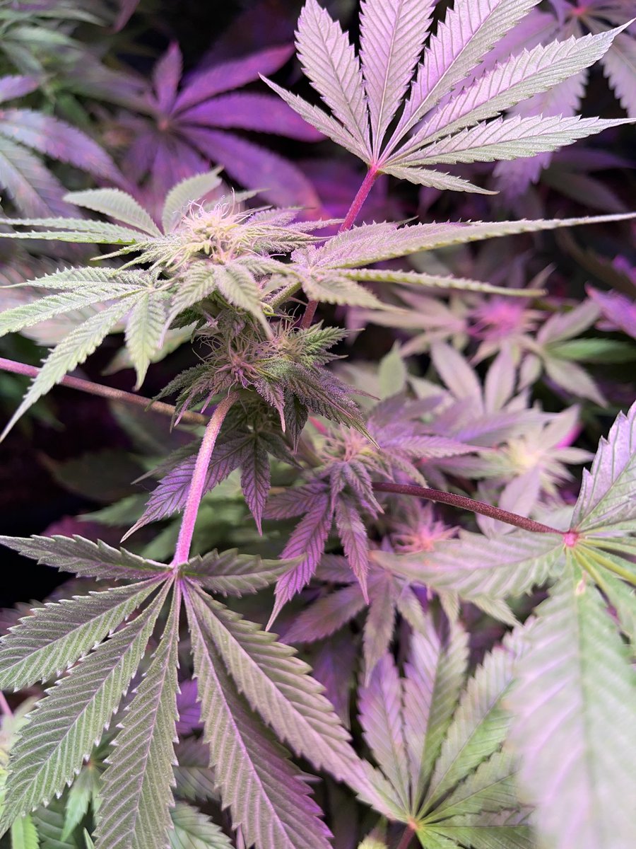 HazePodcast's tweet photo. Day 28 of flowering #frosty #trichomes

#godberry @freedom_seeds 
#twistedhelix @InhouseGenetics 
#maltezerz #g13labs 
#goliathf2 @InhouseGenetics 

#growyourown #weedlife #mmemberville #CannabisCommunity https://t.co/o70n0eUag1