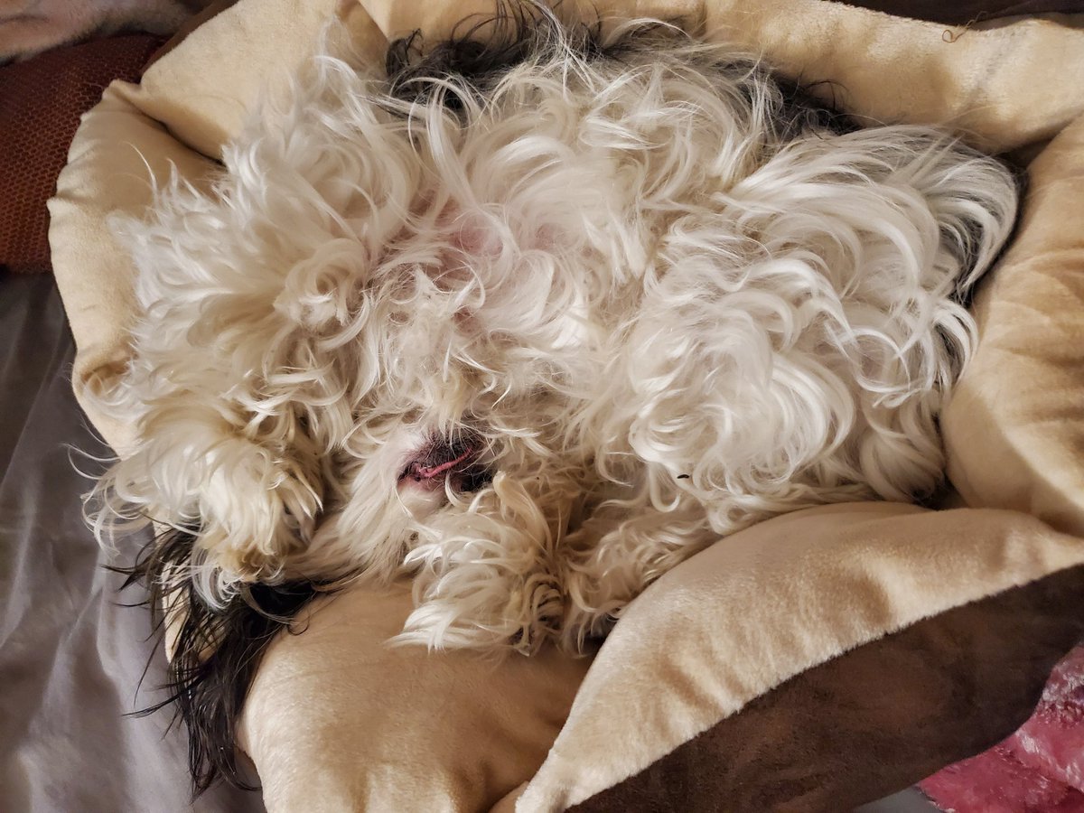DapperDaredevil's tweet photo. @SantaDecides I don't think my dog heard you https://t.co/crn7tuwQns