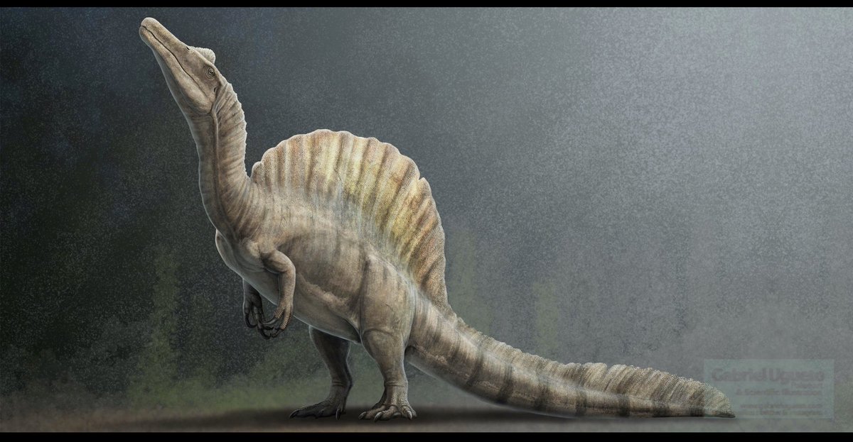 SerpenIllus's tweet image. Spinosaurus, for my personal library. Part of a study I am doing for a commission I have to start soon involving this taxon #paleoart #sciart #dinosaurs