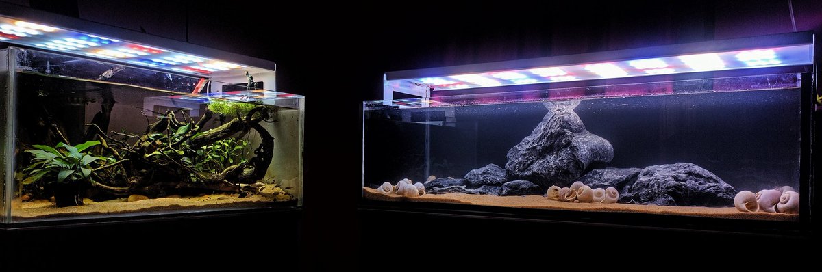 AquaticsFilial's tweet photo. Display Aquarium In our gallery

#aquarium #aquascapes #filialaquatics #cichlid #driftwood https://t.co/5Ec4Fw8IMx